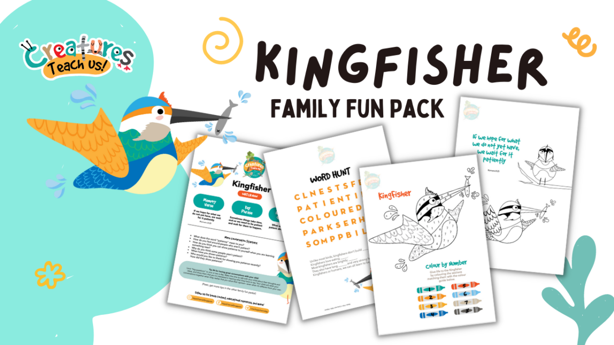 Kingfisher Family Fun Pack